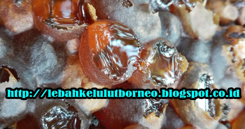 madu lebah kelulut asli borneo kami adalah produsen madu madu lebah kelulut asli borneo kami adalah produsen madu