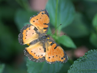 Precis octavia - Junonia octavia Precis octavia - Junonia octavia