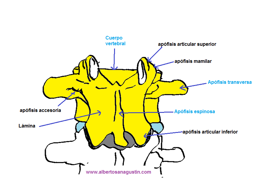 Anatomía de la columna lumbar Dr. Alberto Sanagustín