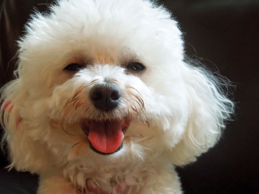 30 Fluffily Cute Bichon Frise Dog Pictures