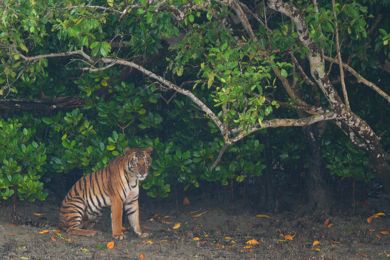 Indian Sundarban: An in-depth understanding: How I get to see so many
