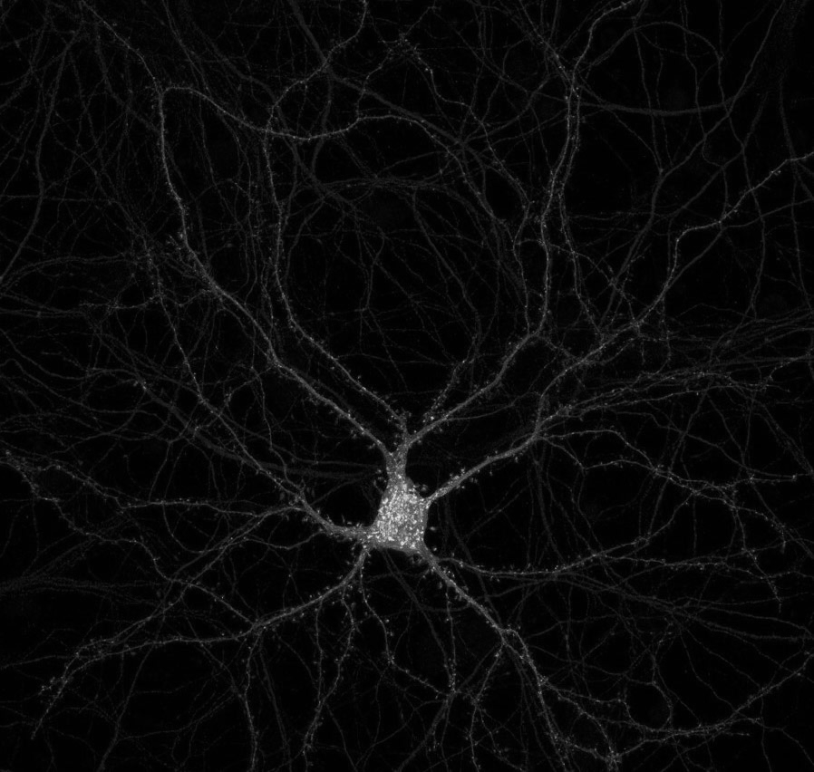 Measuring fractal dimensions box counting method Understanding the
