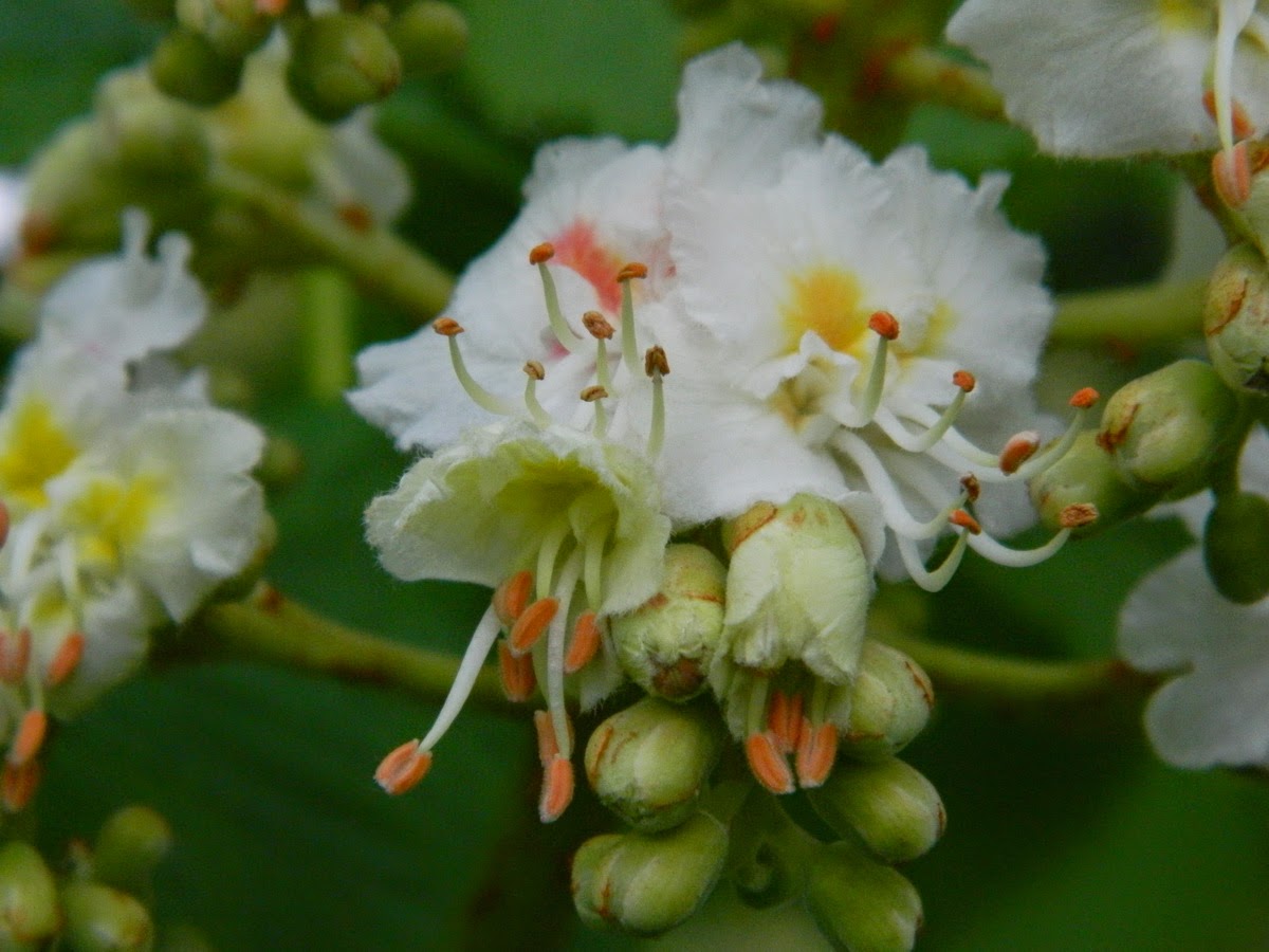 medicina cu flori de castan din varicoza