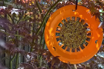 Paper Plate Bird Feeder | Munchkins and Mayhem