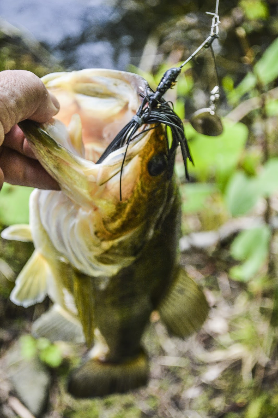 Litton's Fishing Lines Favorite Bass Pond Visit