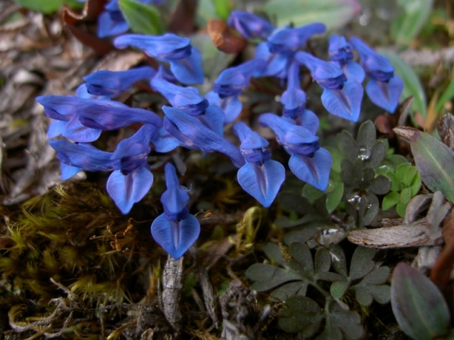 How to grow Corydalis cashmeriana Corydalis cashmeriana flowers