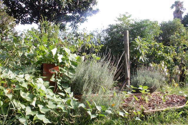 Gardening, organic, DIY