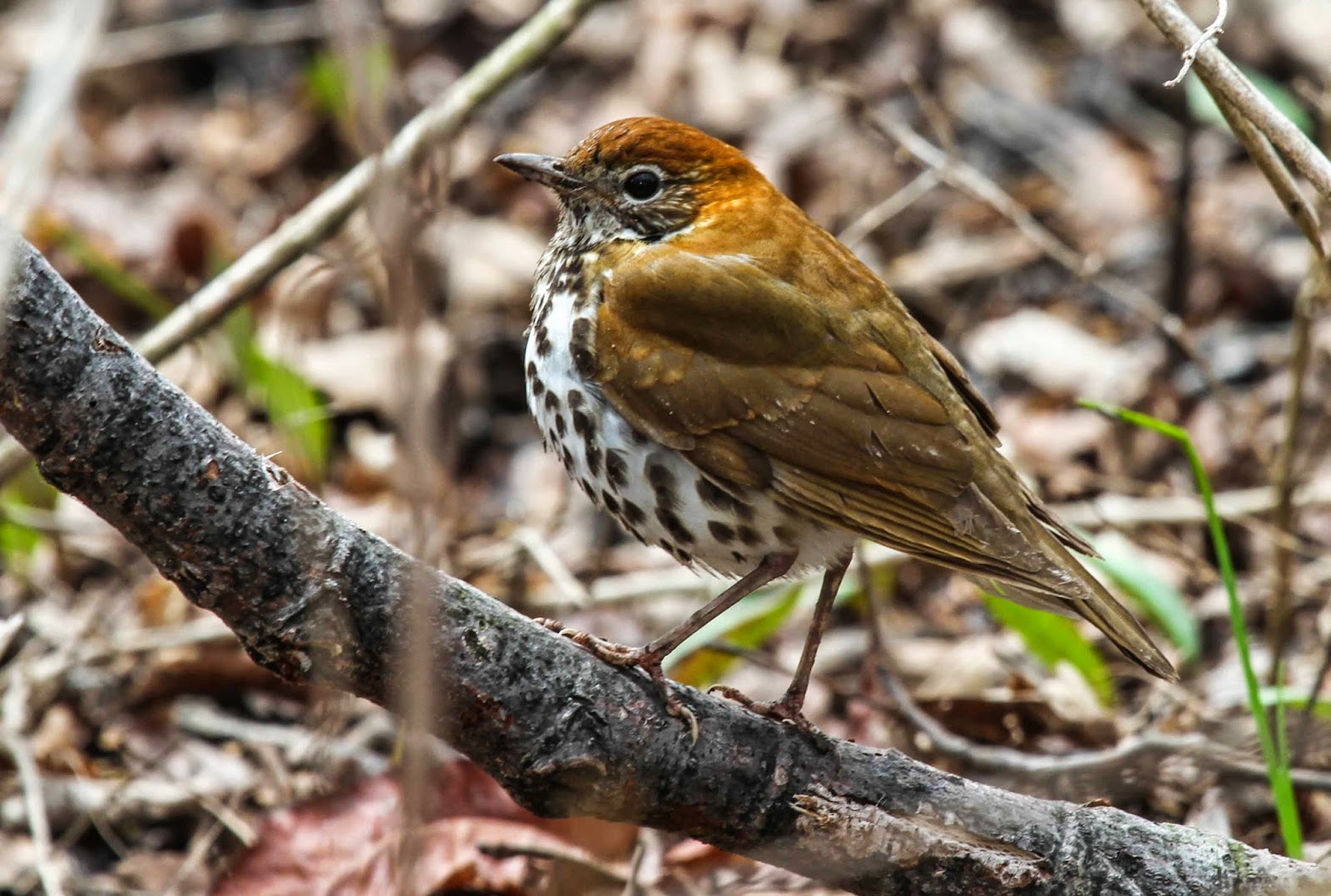 Gale's Photo and Birding Blog Wood Thrush