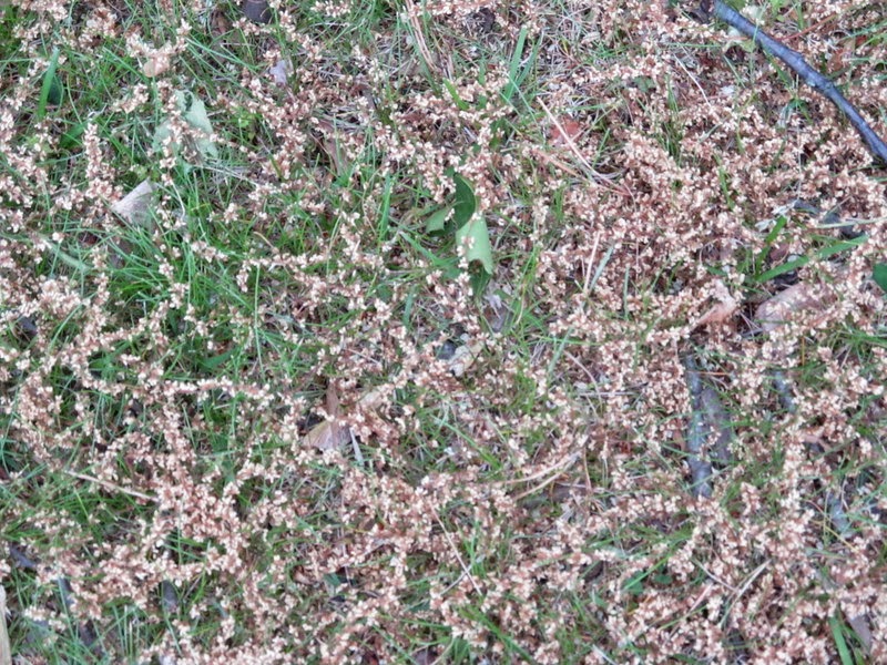 My Little Corner of the World Our not so green yard, and some critters!