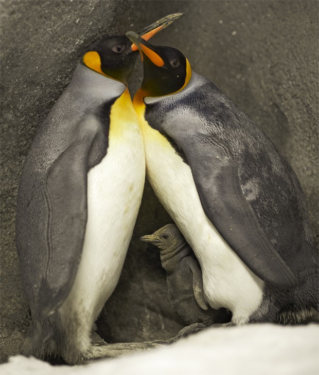 Casal de pinguins-imperadores gays com filhote 'adotado' em zoológico na Dinamarca (Foto: Divulgação/Ard Joungsma/Zoológico Odense)
