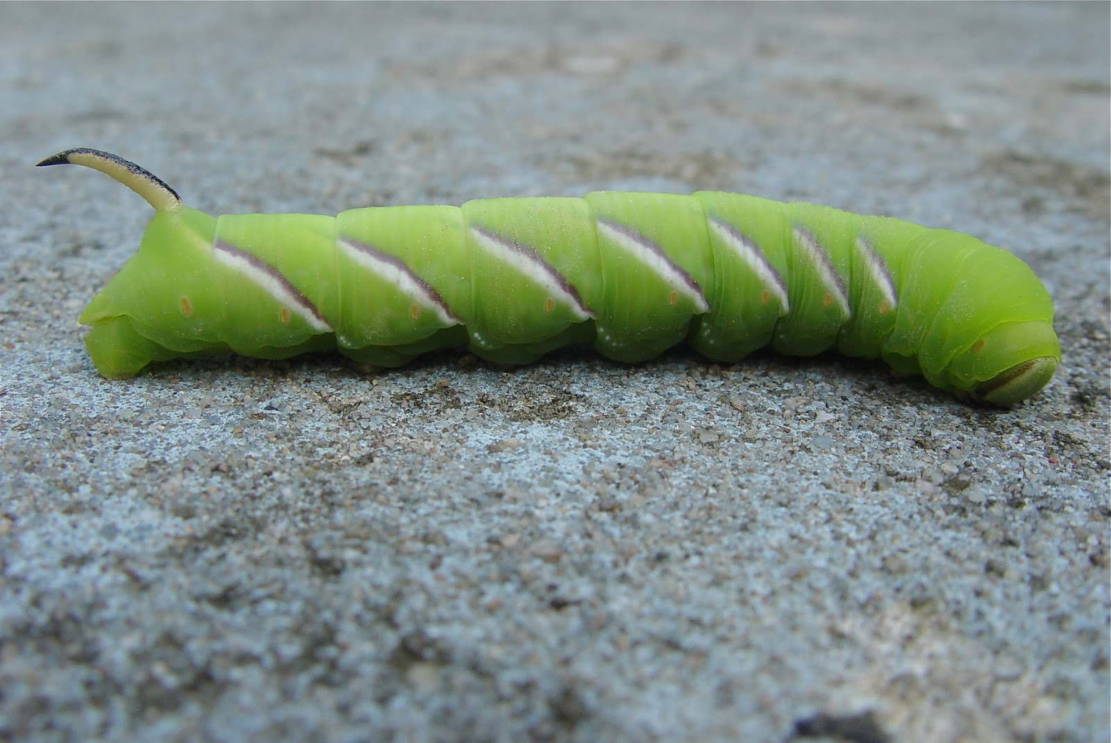 HET WERK LIGUSTERPIJLSTAART Sphinx ligustri