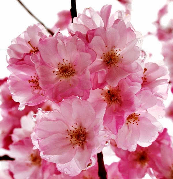 85 Gambar Lucu Bunga Sakura HD