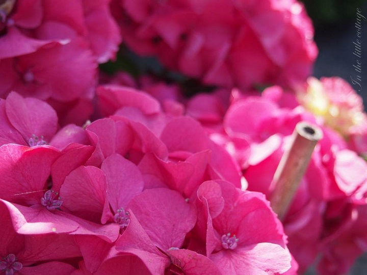 hortensia