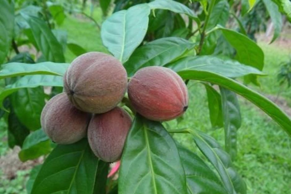 Australian Survival and Preppers.. Incredible New Cancer Cure Found In