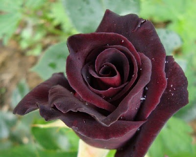 Rosa  'Black Jade'