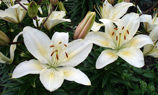 Lilium - Lilies HD wallpapers