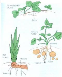 Reproduksi Aseksual Vegetatif Biologipedia Istilah Propagasi Diberikan Tumbuhan Berbiji Proses
