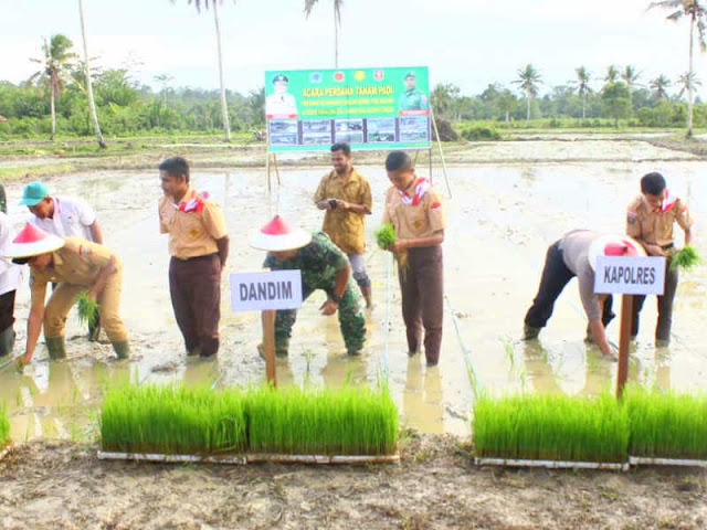 Kodim 1502 Selenggarakan Tanam Padi Perdana di Simalouw Kodim 1502 Selenggarakan Tanam Padi Perdana di Simalouw