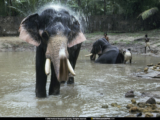 Фото животных от National Geographic # 4