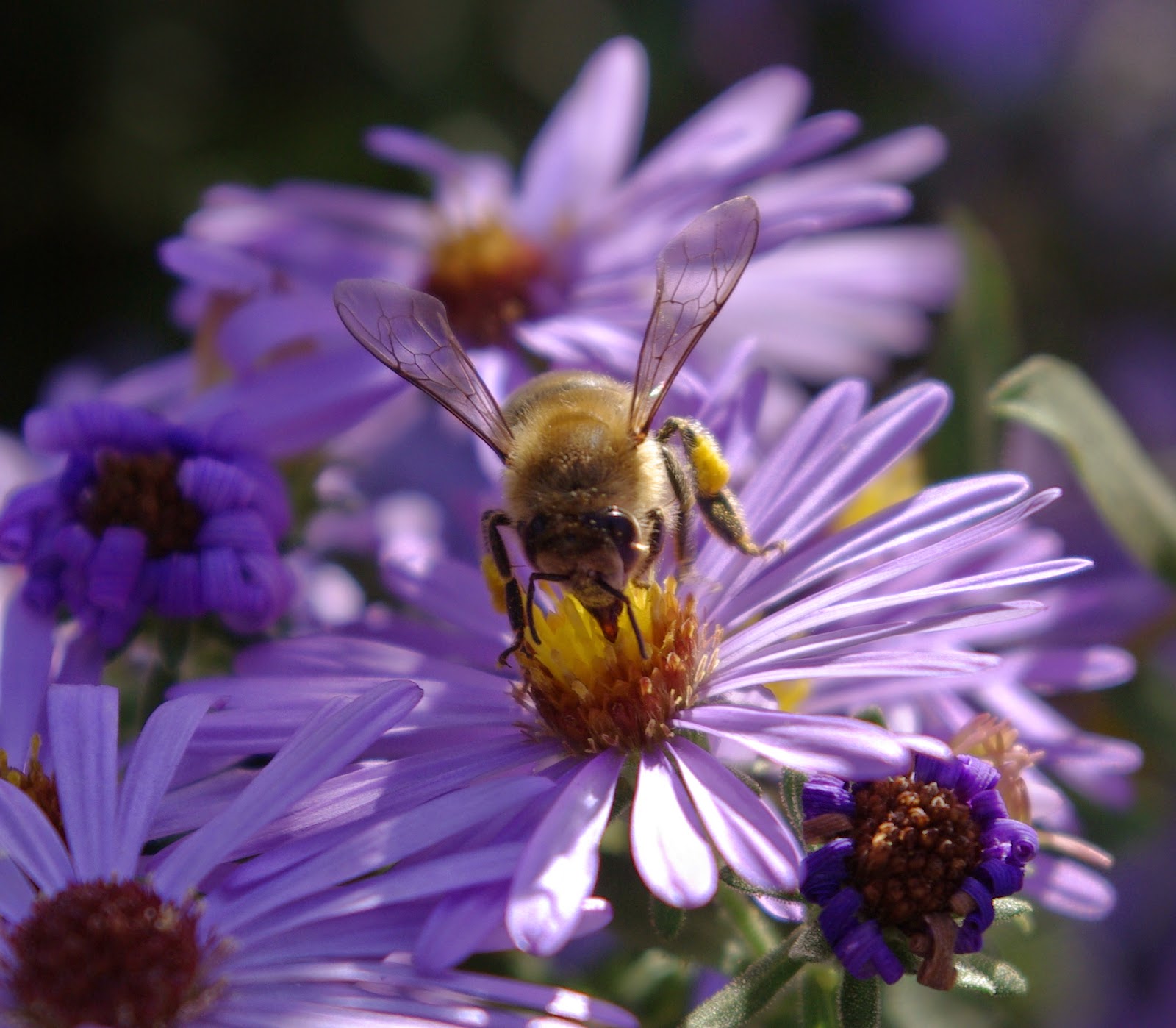 sweetbay: Camera Critters -- Aromatic Aster and Honeybees
