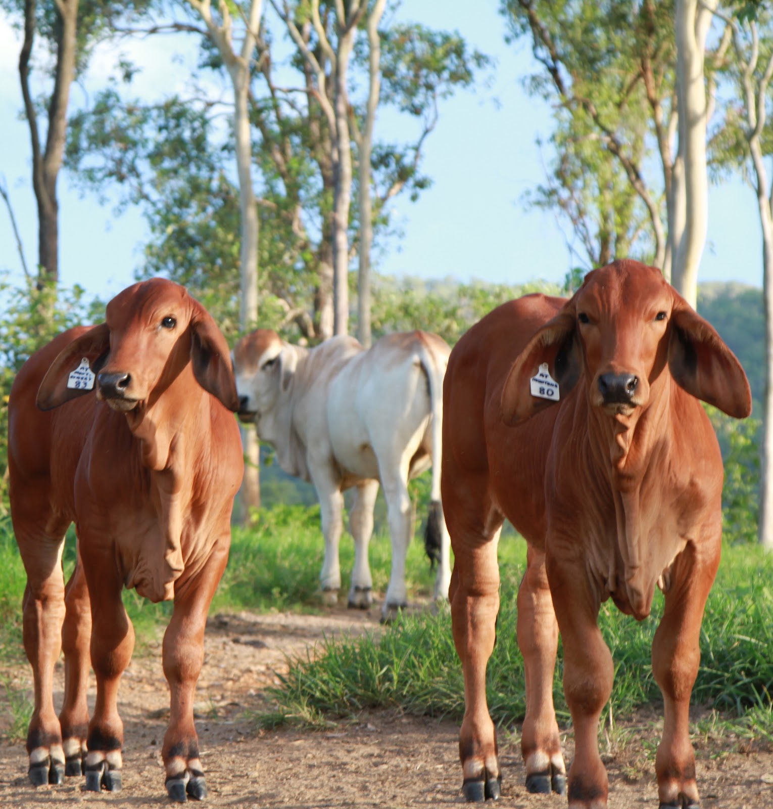 Lindley Park Brahmans IVF Calves