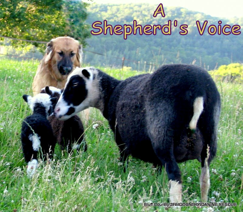 <b>  A Shepherd's Voice</b>