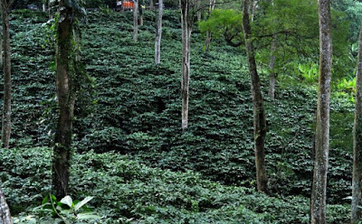 Pohon Pelindung Budidaya Kopi Robusta dan Arabika Pohon Pelindung Budidaya Kopi Robusta dan Arabika