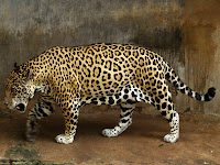 Jaguar photos