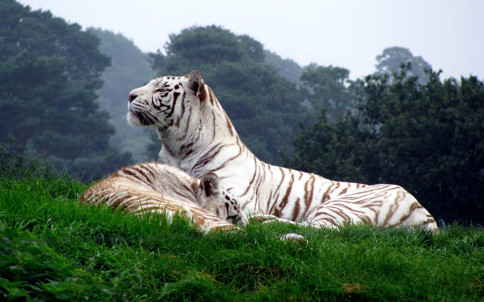 Harimau Putih dam Background