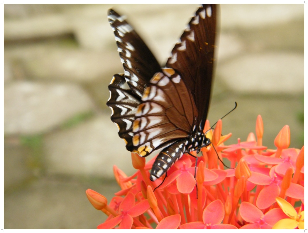 I Express Butterflies...of Kerala 2