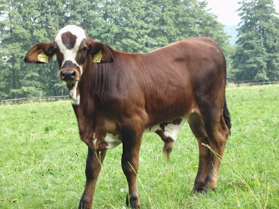 harga bibit brahman, brahman cross, bakalan sapi brahman