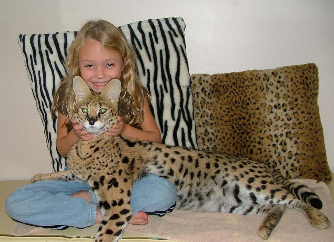 Pets Savannah Cat Cat Breeds 