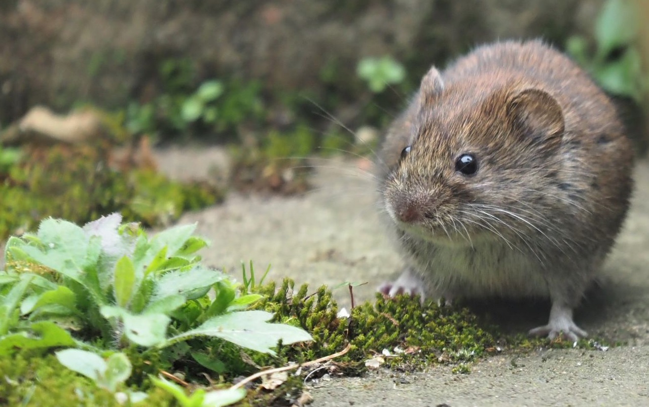 Mid Bucks Wildlife 5th April..... Field Vole.
