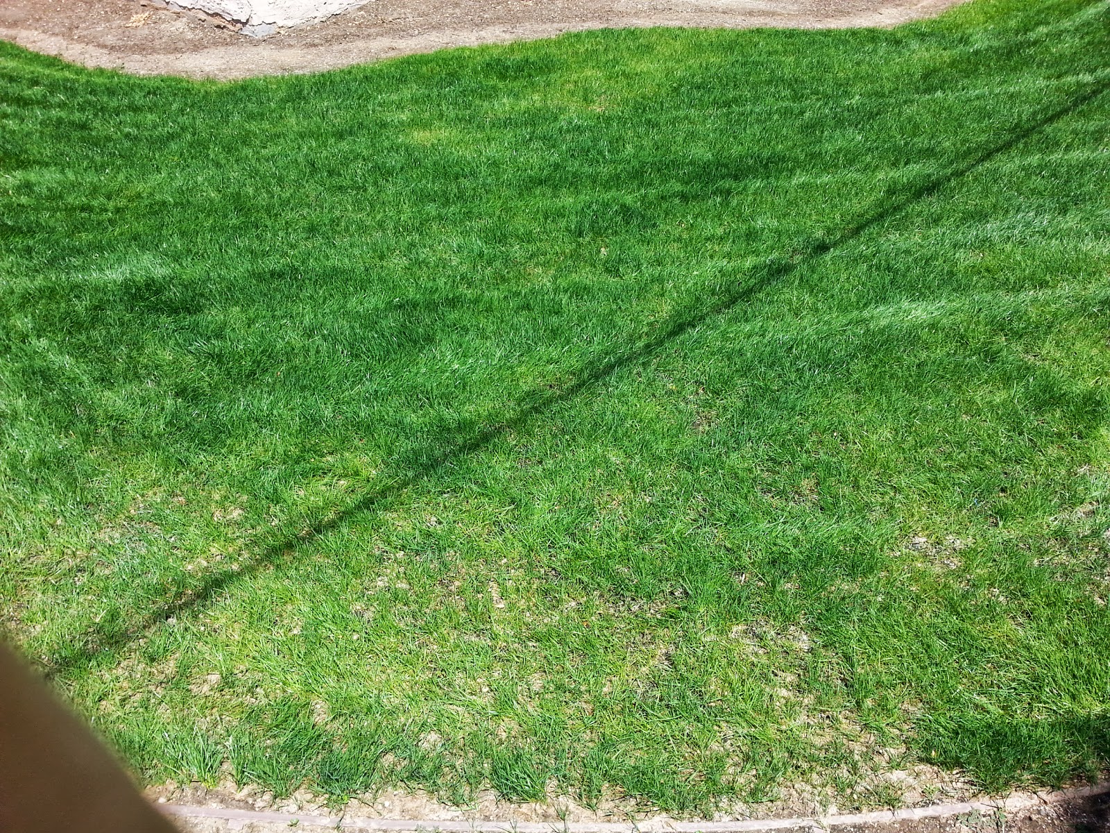 SOUTHERN CALIFORNIA PEARL'S PREMIUM GRASS SEED