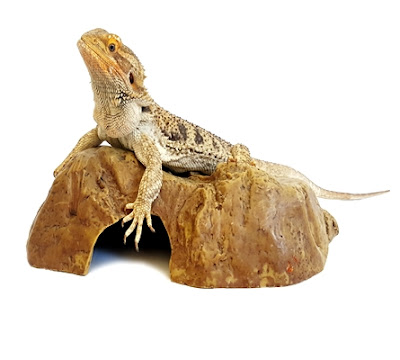 bearded dragon names