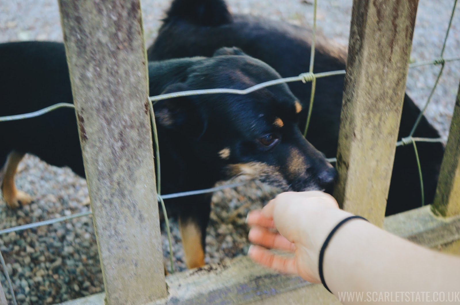 Puppies being stroked through gate