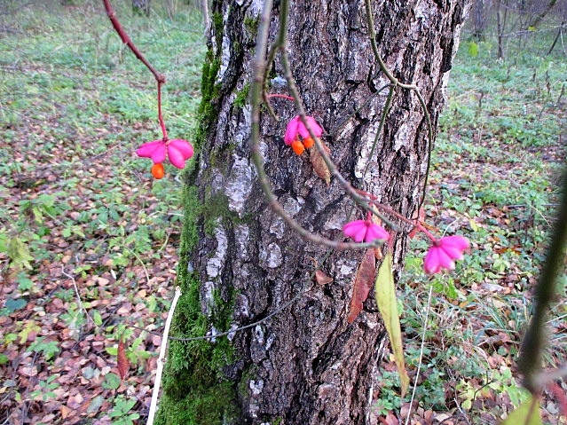 Eilės: Gražus ruduo...