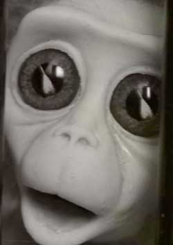 Monkey Love Experiments (2014)
