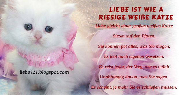 LIEBE IST WIE A Riesige WEIßE KATZE Top 6 Schöne Liebesgedichte