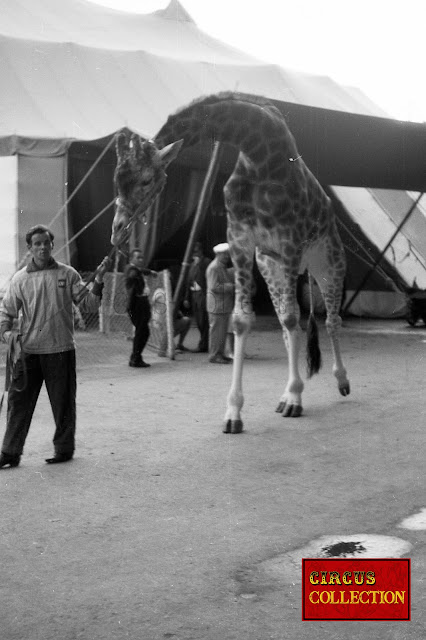 Girafe sortant du chapiteau du cirque Knie