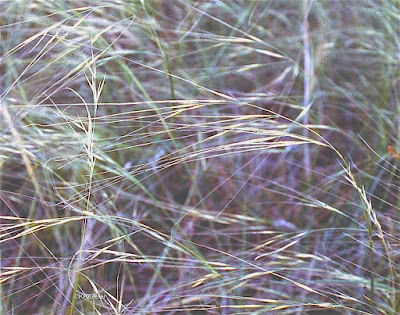 needle-and-thread grass needle-and-thread grass