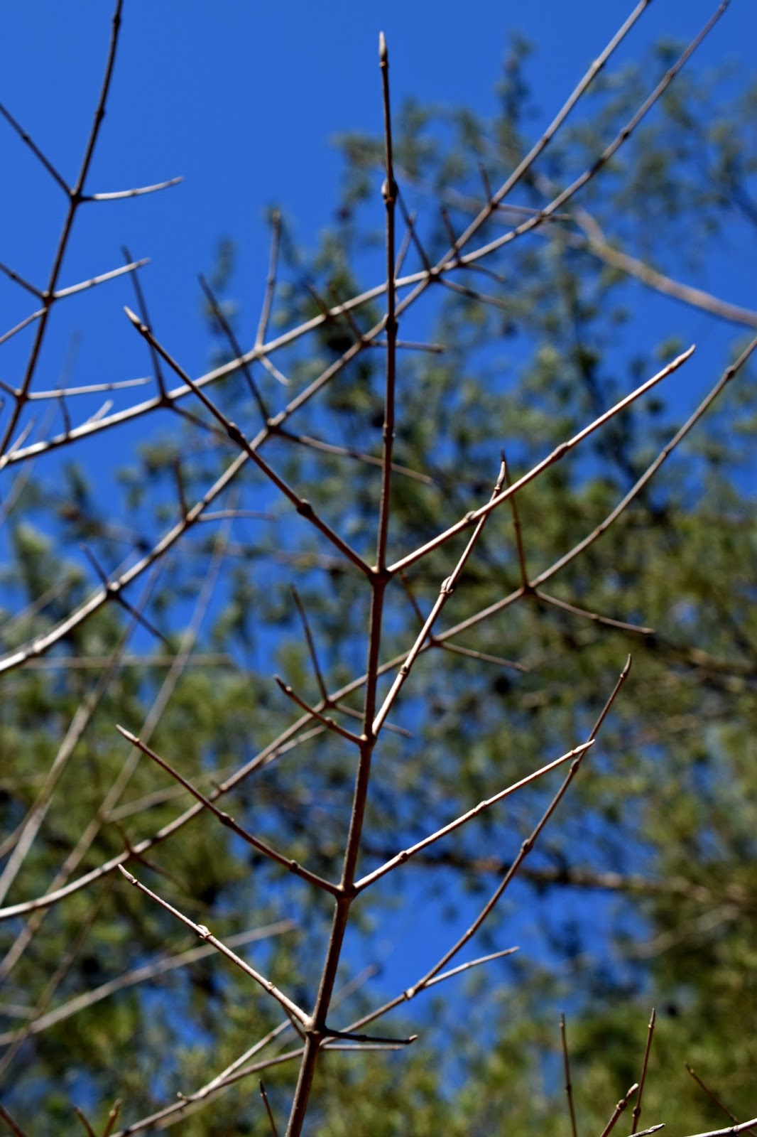 Using Native Plants Alternate or Opposite