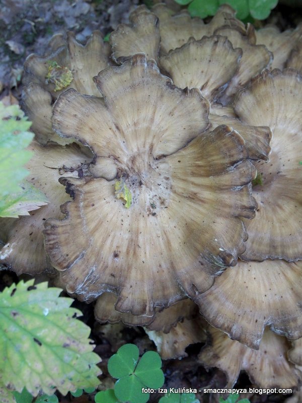 Grzyby gatunkami. Żagwica listkowata Smaczna Pyza