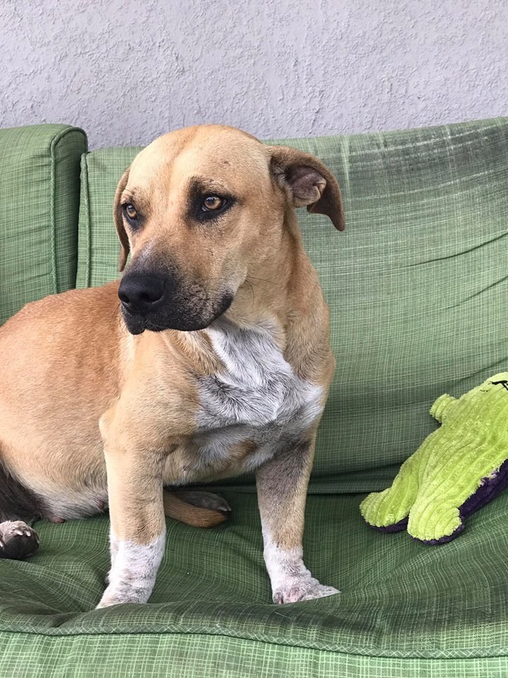 . Traumatized Dog With Scars On Her Back And Head Can’t Believe She Is