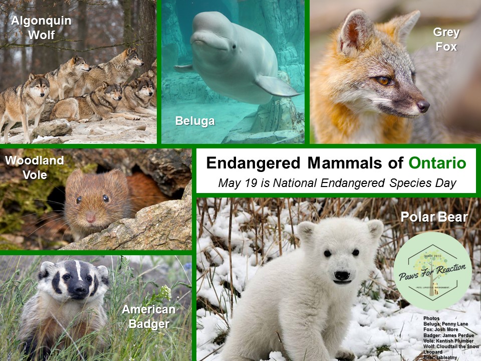 NationalEndangeredSpeciesDay May19 Endangered Animals of Canada
