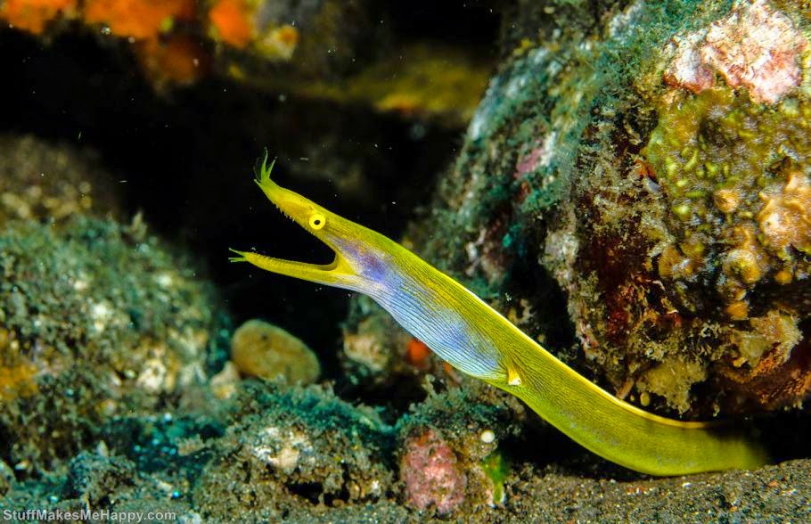 Ribbon eel, photo by Carmel Vernia