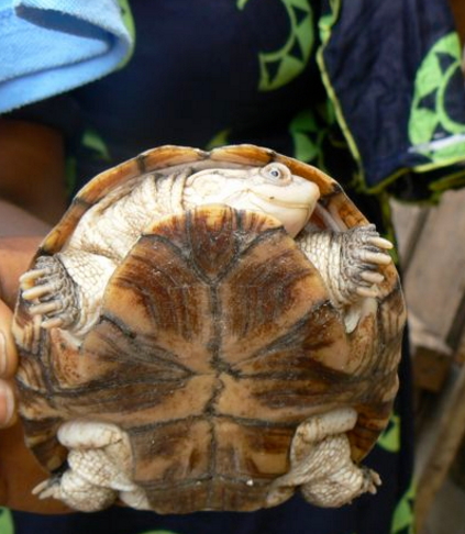 tortoise armed robber nigeria tortoise armed robber nigeria