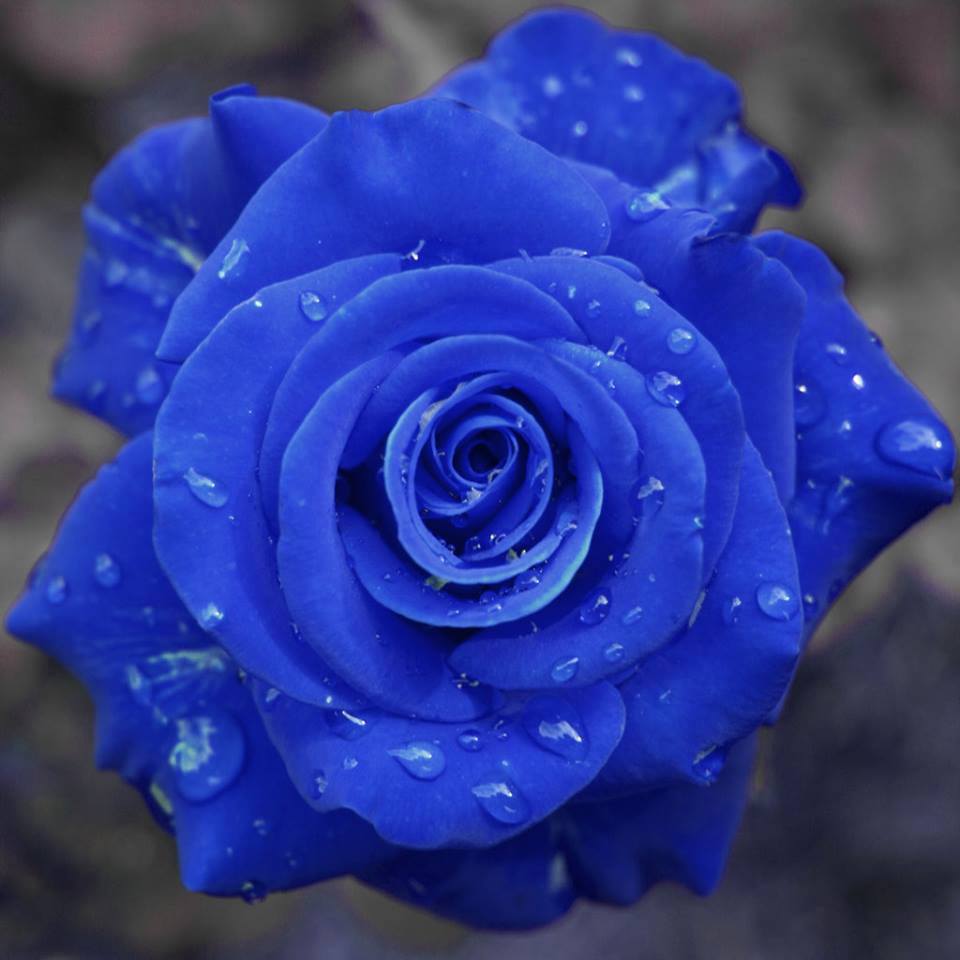 Awesome Blue Rose: Awesome Blue Rose