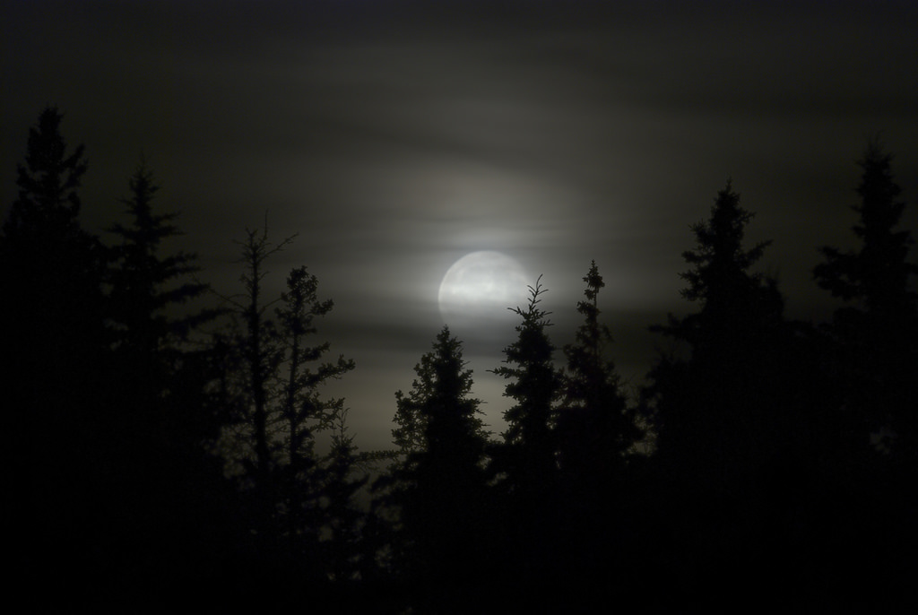 Луна туман песня. Лес Луна туман. Луна ночь дорога туман. Луна туман роща. Луна туман сумрак.