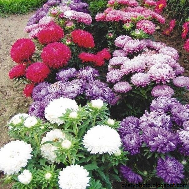 Фото И Название Цветов Для Огорода